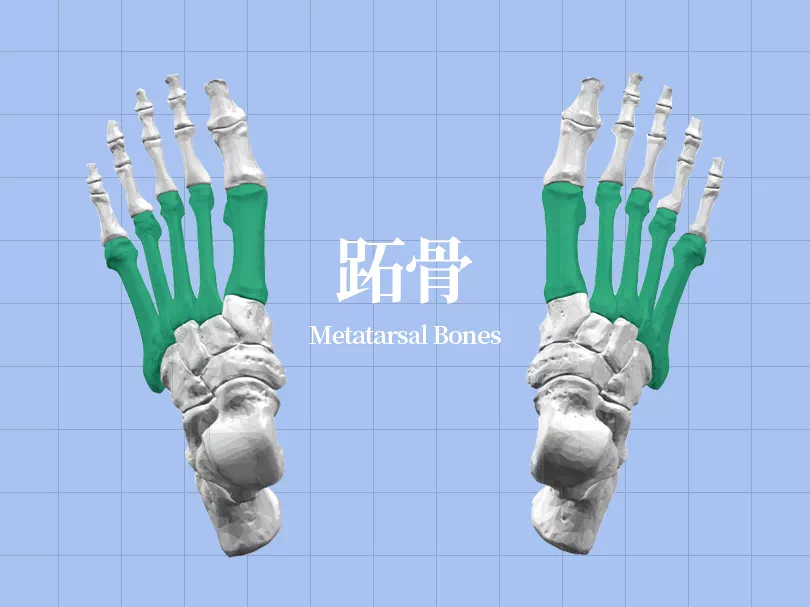 SPI足底壓力分布計量